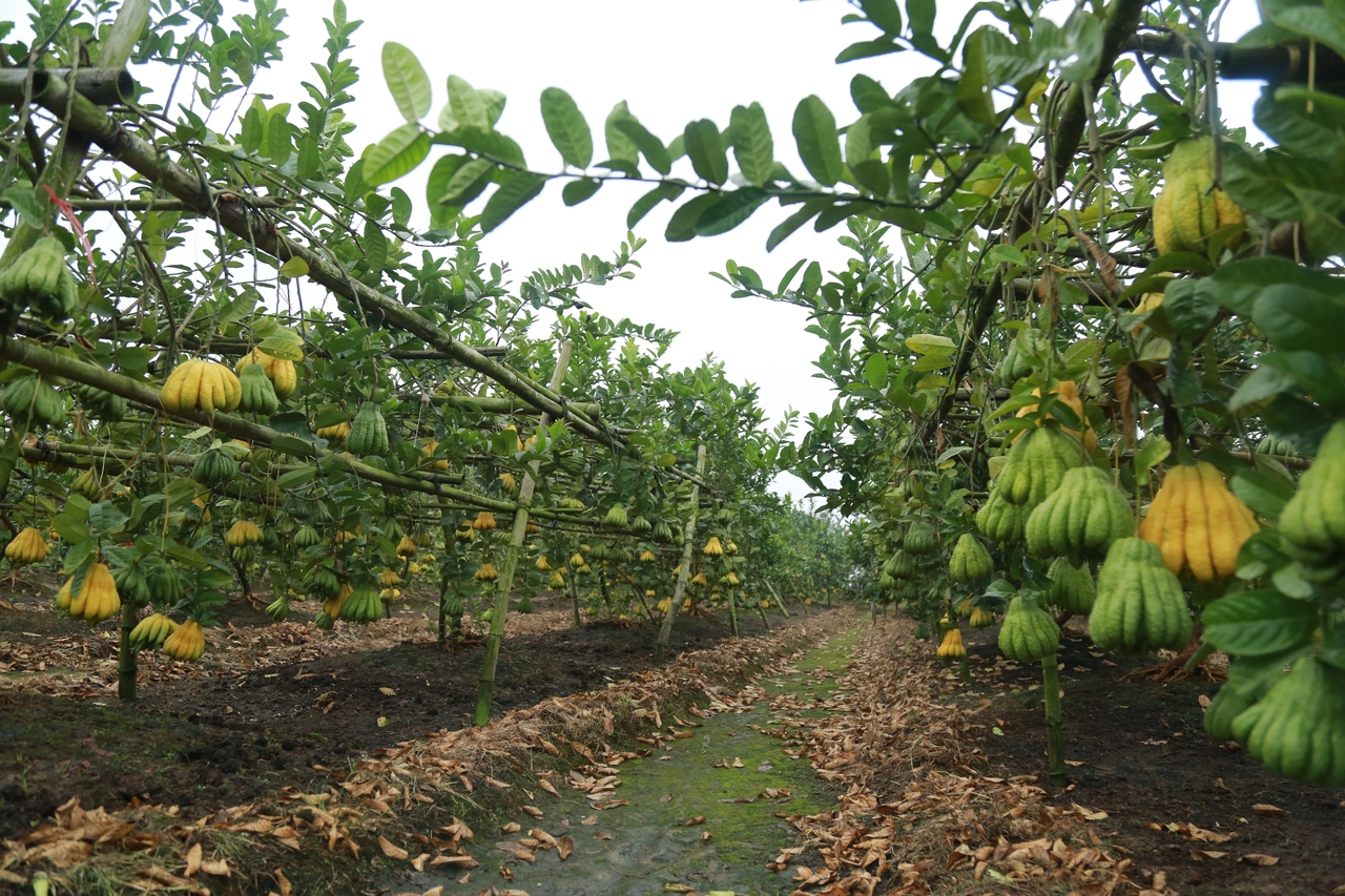 VÙNG NGUYÊN LIỆU QUẢ PHẬT THỦ